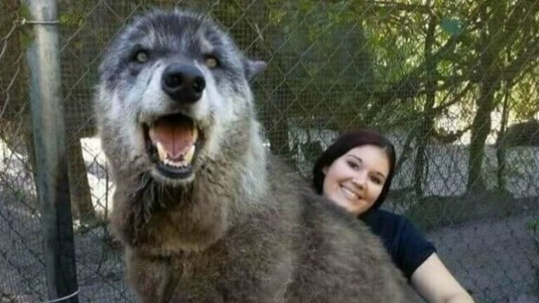 Enormous dogs tower over their owners in hilarious snaps