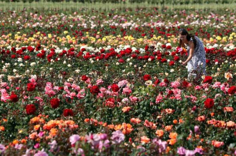 Garden centre known as UK's oldest rose growers announces 'regretful closure' after 250 years | The Sun