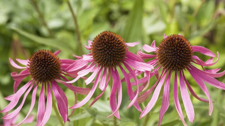 Swathes of late perennials will give gardens a natural look