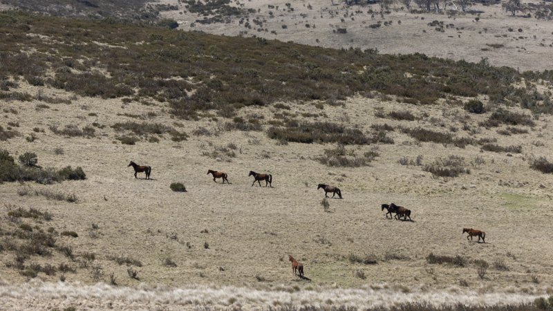 Aerial shooting of feral horses approved by NSW government