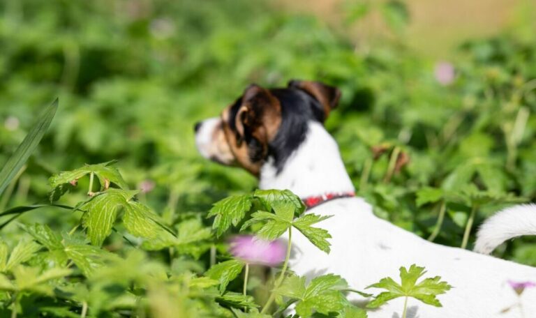 Finding this dog is harder than Wheres Wally, claims bamboozled pet owner