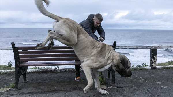 I own the UK&apos;s biggest dog – he weighs the same as a baby ELEPHANT