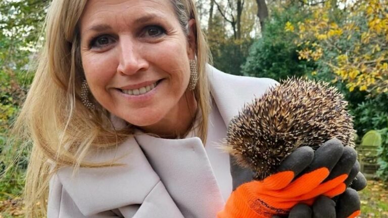 Queen Maxima of the Netherlands adopts three hedgehogs